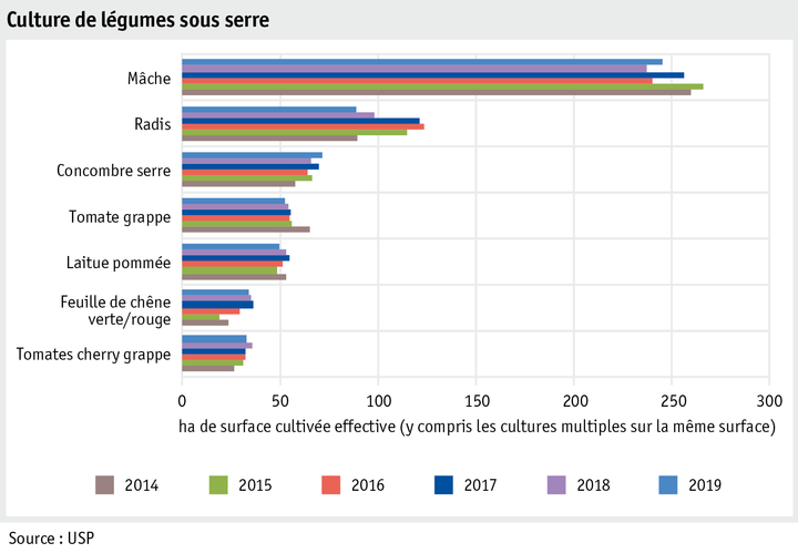 Zoom: ab20_produktion_pflanzli_produktion_grafik_gewaechshausgemueseanbau_nach_flache_f.png
